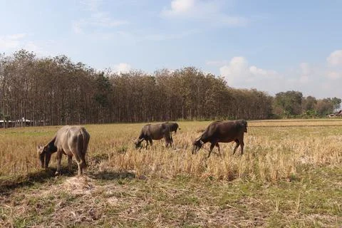A view of dry rice fields with several buffaloes feeding Stock Photos