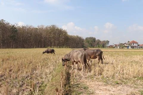 A view of dry rice fields with several buffaloes feeding Stock Photos