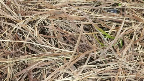 View of dry small twigs in the village Stock Footage 342082136
