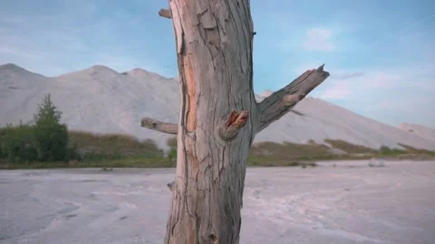 View of a dry tree against a background of a chalk mountains and blue sky Stock Footage 138260099