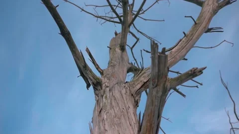View of a dry tree against a background a  blue sky Stock Footage 138260238