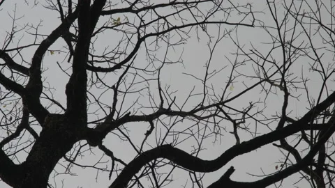 View of dry tree branch without leaves against a blue autumn sky background. Video stock 169206317