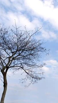 View of dry tree branches with a bright blue cloudy sky (2) Fotos de archivo