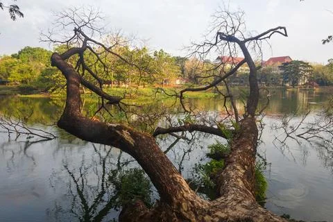 View of dry tree branches over the lake Foto stock