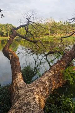 View of dry tree branches over the lake Фото