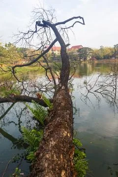 View of dry tree branches over the lake 스톡 사진