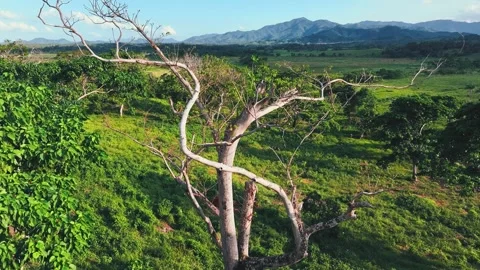 View of dry tree, rainforest ecosystem and healthy environment concept. Stock Footage 252735354
