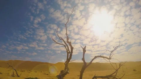 View on a dry tree in the Sahara desert (time-lapse) Video stock 116373271