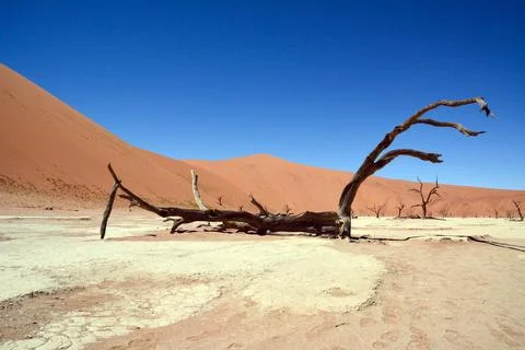 A view of a dry tree trunk lying in the desert against the background Stock Photos