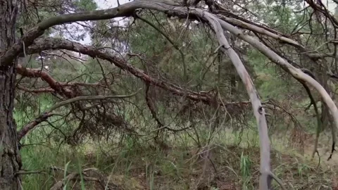 A view of dry trees Stock Footage 234475653