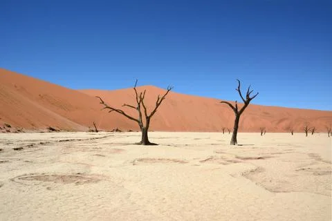 A view of the dry trunks of single trees standing in the desert on the sand Stock Photos
