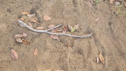View of dry twigs on the sand 库存影片 342017465