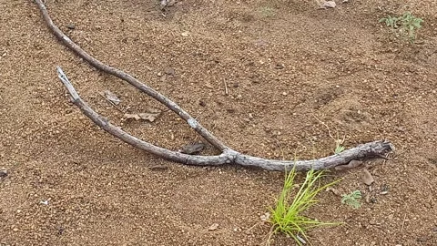 View of dry twigs on the sand 動画素材 342081008