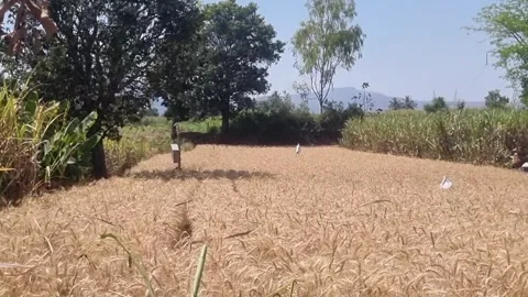 View of dry wheat field 库存影片 318061497