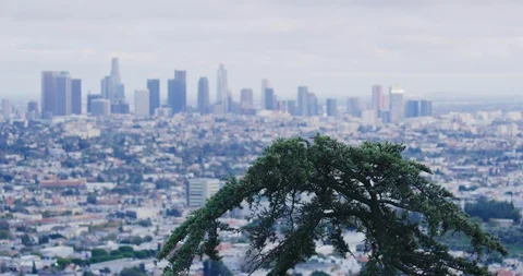 View of DTLA from Griffith Park in Los Angeles, California Stock Footage 115100101