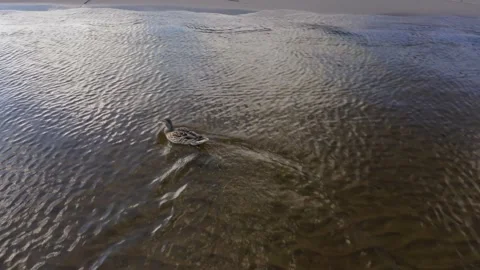 View of duck from quadcopter at low altitude on lake ladoga in karelia Stock Footage 222073102