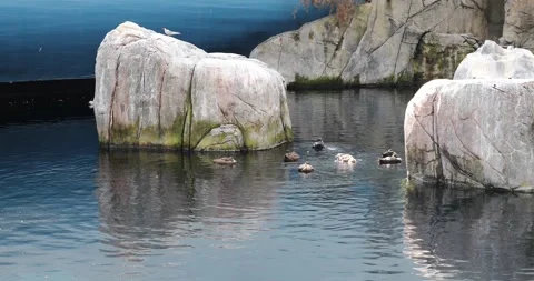 View of the ducks Stock Footage 255685977