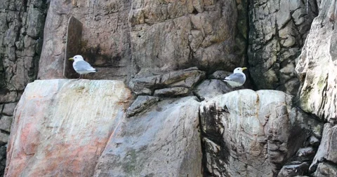 View of the ducks Stock Footage 255686113