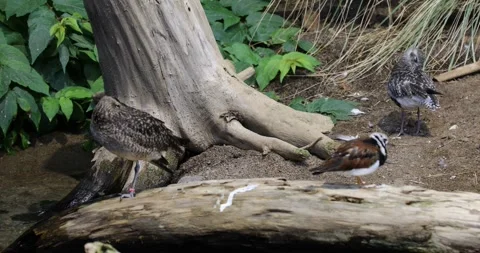 View of the ducks Stock Footage 255687108