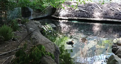 View of the ducks Stock Footage 255687110