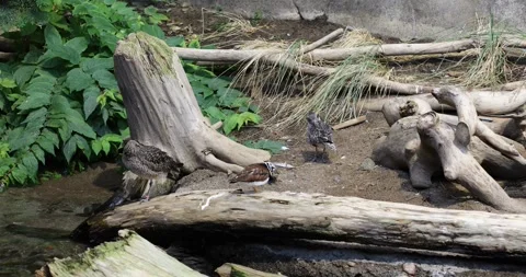 View of the ducks Stock Footage 255687625