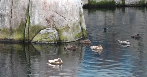 View of the ducks Stock Footage 255689087