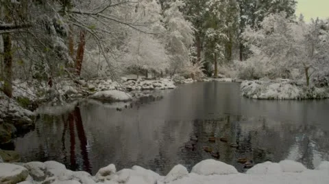 View of ducks swimming in pond during winter 스톡 동영상 46735960