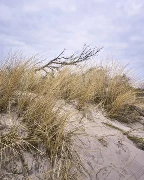 View of the dune with dune grass and tree. Stock Photos