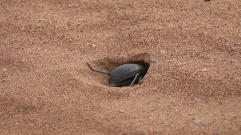 View of a dung beetle in the Sahara Desert, Morocco. Video stock 343682466
