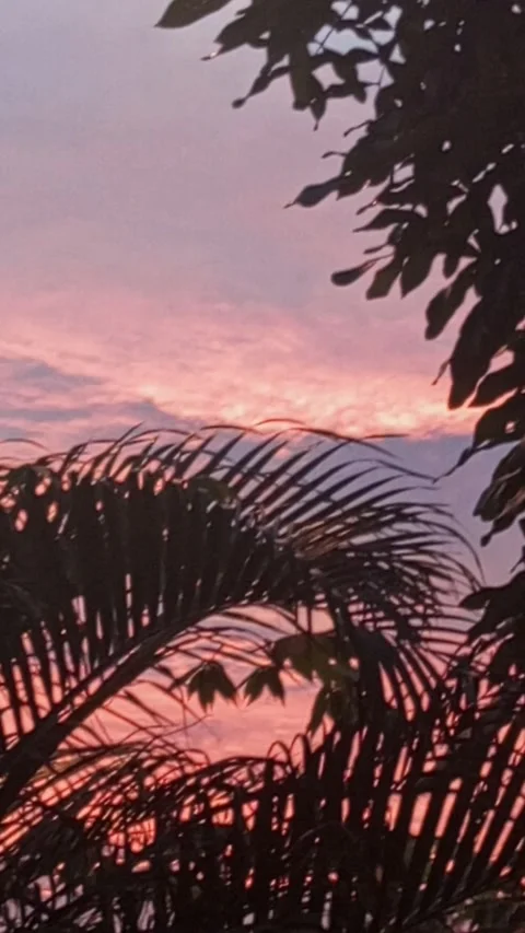 View at dusk in the yard of the house Stock Footage 278460729