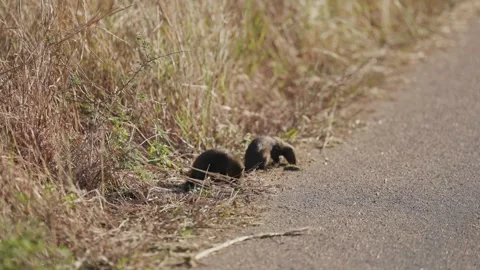 View of dwarf mongooses foraging by a road, South Africa. Vídeo Stock 335611209