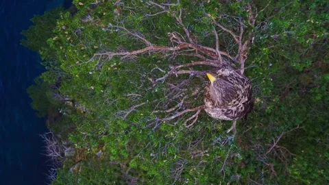 View of an eagle perched in a tree in Valldal, Norway. Stock Footage 344996621