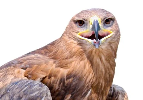 View of an eagle Stock Photos