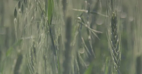 View of the earing wheat field. Stock Footage 66435298