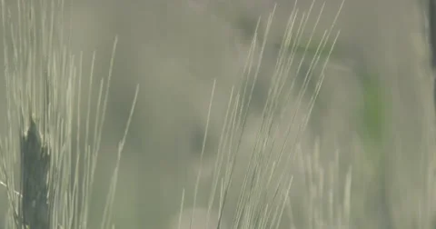 View of the earing wheat field. Stock Footage 66435325