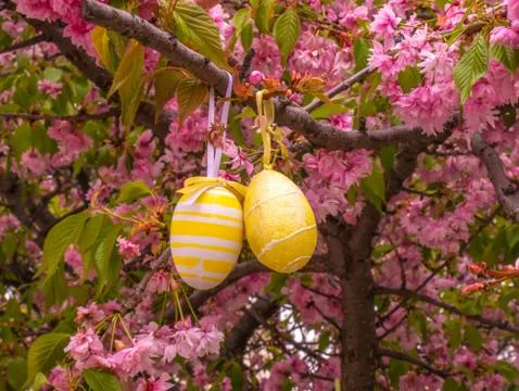 View on easter eggs on a blossoming tree Stock Photos