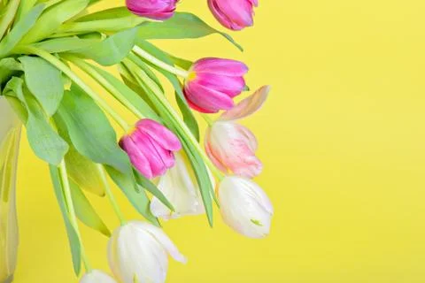 View to the easter tulips 스톡 사진