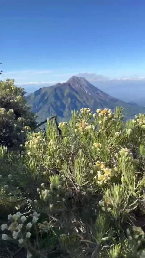 View of the edelweiss and mountains Stock Footage 280998236