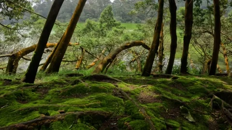 View of the edge of the lake with trees and mossy ground Stock Footage 307436335