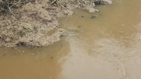 View of the edge of the land around the Kapuas River, West Kalimantan Видео 337166935
