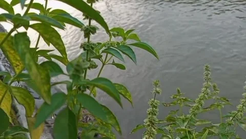 The view on the edge of the river water flowing looks fresh young green leaves Stock Footage 323449080