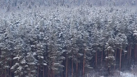 View of the edge of the woods with a long lens , aerial view Stock Footage 72233784