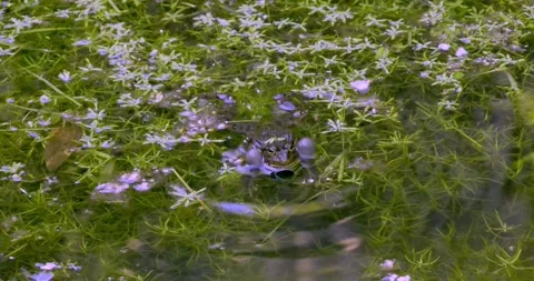 View of an edible frog calling in a pond amidst water starwort Video stock 276594054