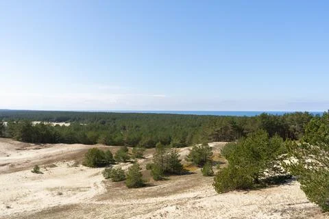 View from Efa height. Forest, dunes on the Curonian Spit, Stock Photos