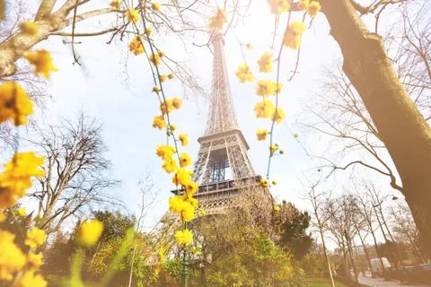 View of Eifel tower through yellow flowers, Paris Stock Photos