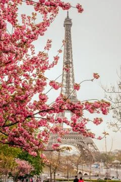 View on Eiffel Tower with sakura tree Stock Photos