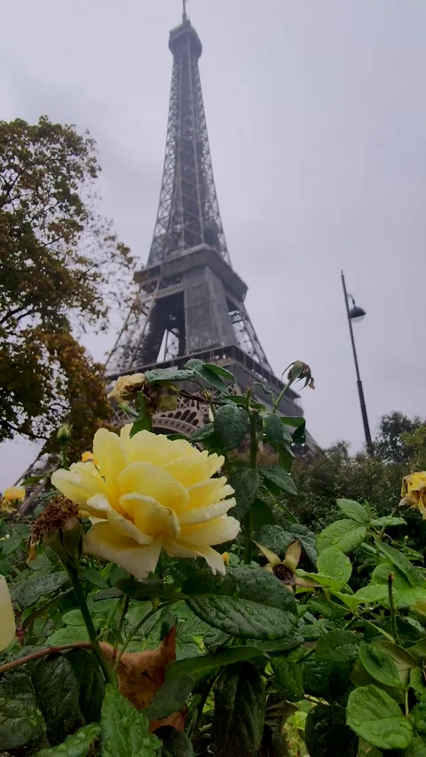 View of the Eiffel Tower Through blooming Yellow Roses During the Rain, Paris. Stock Footage 221565992