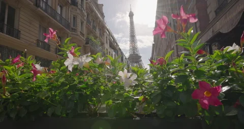 View of the Eiffel Tower through pink flowers growing in a cafe on one of the Stock Footage 252816707