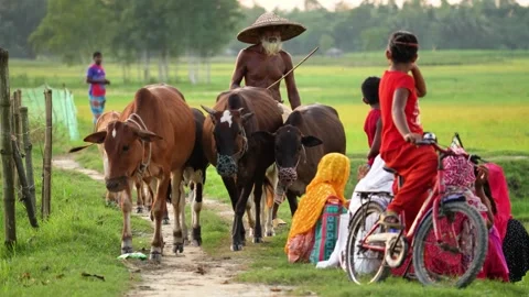 View of an elderly farmer leading a herd of cows, Bangladesh. Video stock 334954422