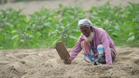 View of an elderly farmer working in a field in Bogura, Bangladesh. Video stock 334965738